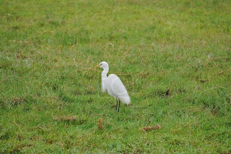 Yellow-billed egret on African savanna at Amboseli National Park in Kajiado county in Kenya in 2023 warm sunny winter day on July.