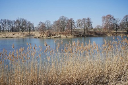 Schilf über der Landschaft in der europäischen Stadt Goczalkowice im schlesischen Kreis in Polen, blauer Himmel im Jahr 2022, warmer, sonniger Wintertag im März.