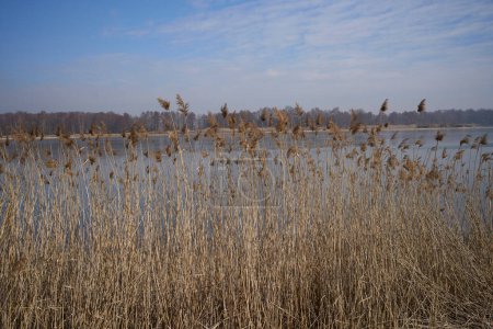 Buschland und Teich in der europäischen Stadt Goczalkowice im schlesischen Kreis in Polen, strahlend blauer Himmel im Jahr 2022 warmer, sonniger Wintertag im März.
