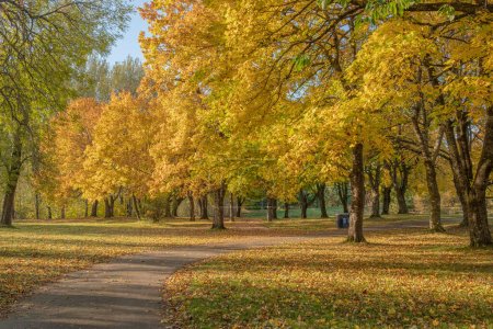 Téléchargez les photos : Golden Autumn changements saisonniers dans un parc public dans l'état de l'Oregon. - en image libre de droit