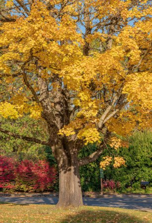 Téléchargez les photos : Golden Autumn changements saisonniers dans un parc public dans l'état de l'Oregon. - en image libre de droit