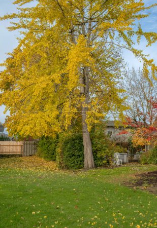 Cour arrière colorée dans un quartier Saison d'automne Gresham Oregon.