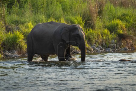 Téléchargez les photos : Éléphants indiens dans l'eau - en image libre de droit