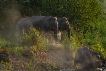 Téléchargez les photos : Éléphant dans l'eau dans le parc national indien - en image libre de droit