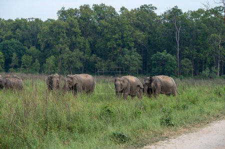 Téléchargez les photos : Éléphants dans un parc - en image libre de droit