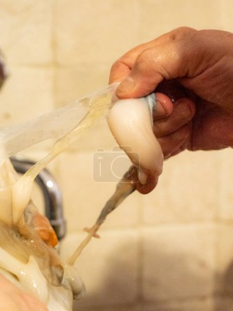 Photo for Cleaning a raw adriatic cuttlefish at home in Numana, Marche, Italy - Royalty Free Image