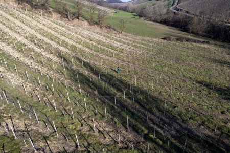 Foto de Drone aerial view of family of farmers winter pruning vine french system in the hills a sunny cold day - Imagen libre de derechos