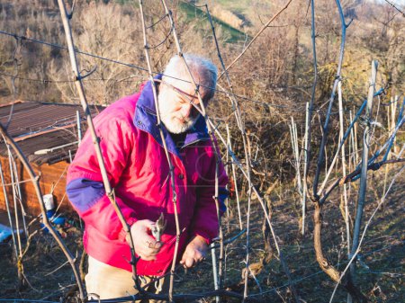 Photo for Old caucasian strong italian farmer pruning grapes at sunset in the winefarm in the hills of Arda Valley in Emilia Romagna, Italy at sunset - Royalty Free Image