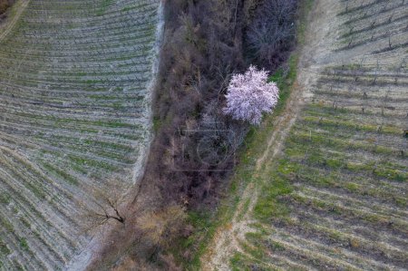 Photo for Drone aerial view of valley organic vineyards and a full blossom cherry tree in spring season - Royalty Free Image