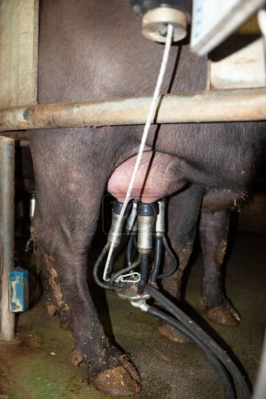 Foto de Manada de búfalos italianos ordeñada por un robot sorprendentemente de alta tecnología granja italiana. Cierre de tetinas y tazas modificadas para vaca búfala. - Imagen libre de derechos