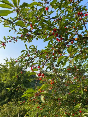 Sour cherries on the branch. Ripening organic black cherry in orchard. Amarelles on spray in summer.
