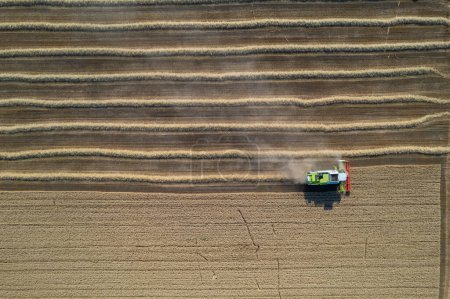 Photo for Harvest a golden wheat field, dust clouds. Aerial shot. Harvester fill granary, ripe wheat during harvest. Agricultural work. Harvest in sunny weather - Royalty Free Image