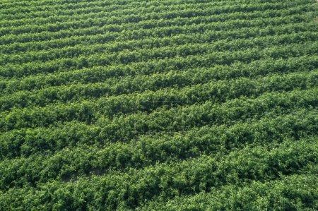 Photo for Tomato plantation in stripes, irrigated. by drop, aerial view, flyover - Royalty Free Image