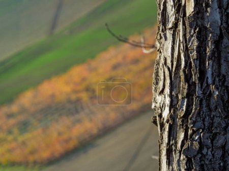 Photo for Red orange yellow leaves, autumnal foliage on rows of grapevines in vineyards of the hills of Arda Valley Piacenza Italy during fall - Royalty Free Image