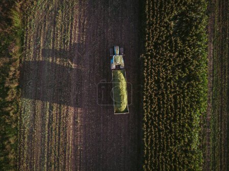 Photo for Aerial view drone shot corn harvester chop green silage for cattle blown to wagon pulled by tractor in field - Royalty Free Image