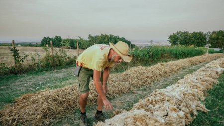 Photo for Caucasian adult farmer prepare sheep wool mulch in rows for cabbage crop planting in organic vegetable garden during summertime - Royalty Free Image