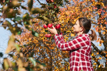 Foto de Mujer recogiendo manzanas maduras en la granja. Agricultor agarrando manzanas de un árbol en el huerto. Frutas frescas y saludables listas para recoger en temporada de otoño. Industria agrícola. Tiempo de cosecha en el campo - Imagen libre de derechos