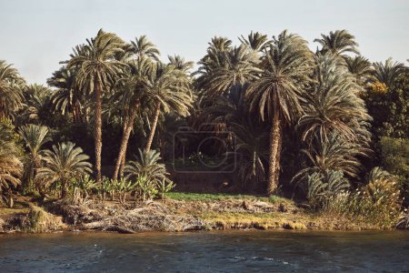 Foto de Palmeras a lo largo del río Nilo. Crucero del Nilo en Egipto. Medio ambiente natural. Árboles tropicales. Hermoso fondo. Paisaje natural. Destino turístico - Imagen libre de derechos