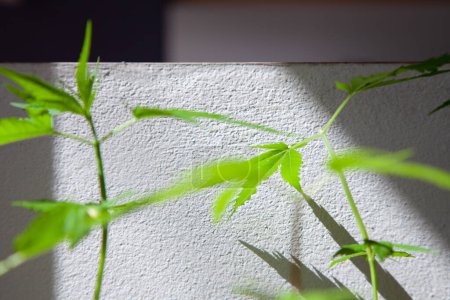 Foto de Plántulas de cannabis en macetas. El cultivo de cannabis en el interior de la residencia es legal en Tailandia. Concepto de libertad de cannabis - Imagen libre de derechos