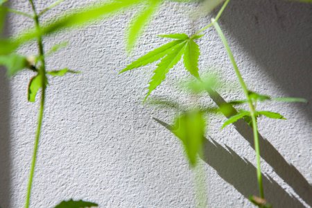 Téléchargez les photos : Semis de cannabis en pots. Cultiver du cannabis à l'intérieur est légal en Thaïlande. Concept de liberté du cannabis - en image libre de droit