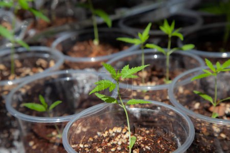 Téléchargez les photos : Semis de cannabis en pots. Cultiver du cannabis à l'intérieur est légal en Thaïlande. Concept de liberté du cannabis - en image libre de droit