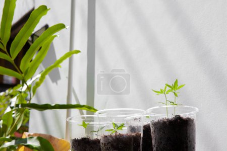 Photo for Cannabis seedlings in pots. Growing cannabis indoors residence is legal in Thailand. Cannabis freedom concept - Royalty Free Image