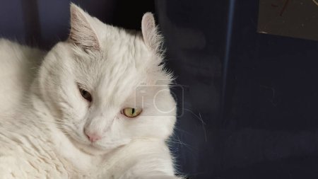 Téléchargez les photos : Un chat solitaire est dans une pièce isolée. chat blanc Quelles oreilles, rouler chaton gingembre mignon dans l'animal pelucheux Poses confortablement est heureux. - en image libre de droit