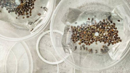 Téléchargez les photos : Séparation des semences plants de cannabis en pots. Cultiver du cannabis à l'intérieur est légal en Thaïlande. Concept de liberté du cannabis - en image libre de droit