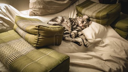 Foto de Enfoque suave Un gato solitario está en una habitación solitaria. Gato que orejas, rollo lindo jengibre gatito en la mullida mascota Poses cómodamente es feliz. - Imagen libre de derechos