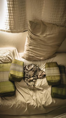 Foto de Enfoque suave Un gato solitario está en una habitación solitaria. Gato que orejas, rollo lindo jengibre gatito en la mullida mascota Poses cómodamente es feliz. - Imagen libre de derechos