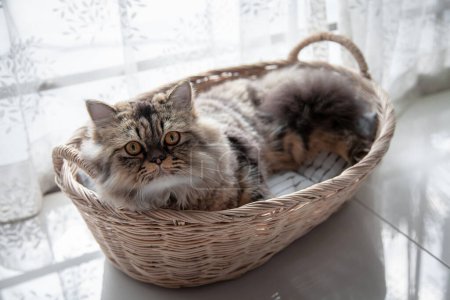 Photo for Cat in the basket. Persian Cat kitten cute sitting in the basket at home. Close up, copy space. - Royalty Free Image