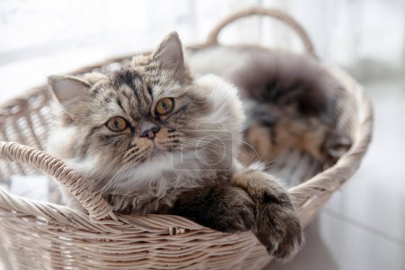 Téléchargez les photos : Chat dans le panier. Chat persan chaton mignon assis dans le panier à la maison. Fermer, copier l'espace. - en image libre de droit
