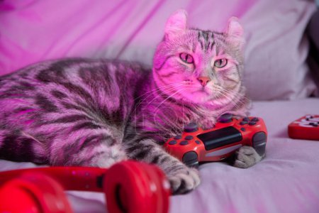 Photo for Cat gamer with controller headphone want to challenge playing video game online. Cyber Neon Lights Style. professional streamers gaming cat concept - Royalty Free Image