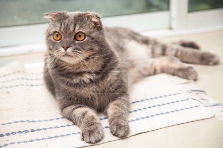 Photo for Scottish fold cat breed lovely. Little scottish fold Cat cute ginger kitten in the fluffy pet is feeling happy and cat lovely comfortable . love to animals pet concept . - Royalty Free Image