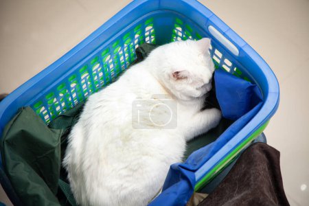 Foto de Gato blanco en la cesta. mascota posa cómodamente es feliz. - Imagen libre de derechos
