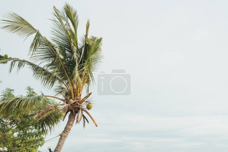 Foto de Una palmera en el fondo del cielo. Foto de alta calidad - Imagen libre de derechos