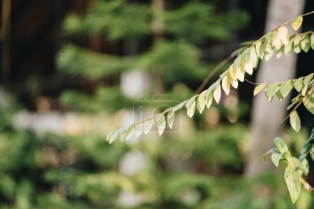 Photo for A piece of a tropical plant leaf at blurred background.Selective focus on foreground. Blurred background - Royalty Free Image