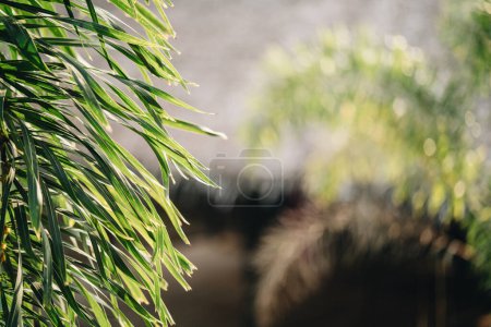 Photo for Palm leaves at blurred background on a sunny day outdoor - Royalty Free Image