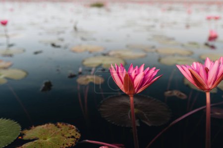 Photo for Pink lotus field at Thale Noi lake, Phatthalung Province, Thailand. High quality photo - Royalty Free Image