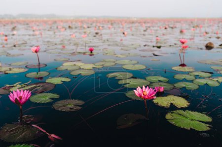 Foto de Campo de loto rosado en el lago Thale Noi, provincia de Phatthalung, Tailandia. Foto de alta calidad - Imagen libre de derechos