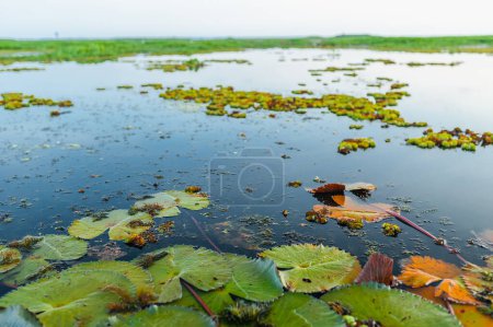 Photo for Pink lotus field at Thale Noi lake, Phatthalung Province, Thailand. High quality photo - Royalty Free Image