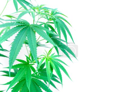 Photo for Marijuana plant leaves on white background - Royalty Free Image