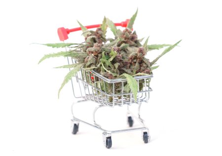 Photo for Close up of flowering cannabis plant in trolley on white background - Royalty Free Image