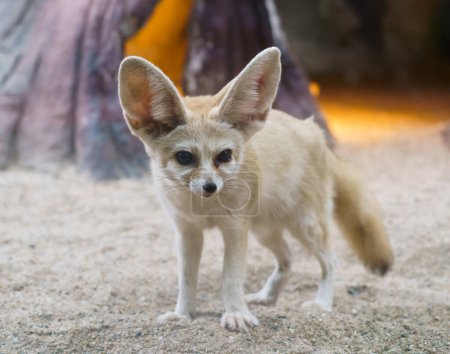 Photo for Fennec fox (Vulpes zerda) is a small  fox  in the Sahara - Royalty Free Image