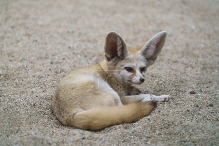 Photo for Fennec fox (Vulpes zerda) is a small  fox  in the Sahara - Royalty Free Image