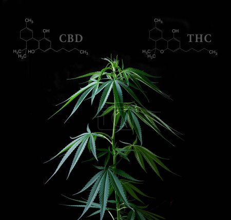 Photo for Cannabis leaves with cbd thc chemical structure - Royalty Free Image