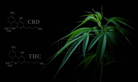 Photo for Cannabis leaves with cbd thc chemical structure - Royalty Free Image