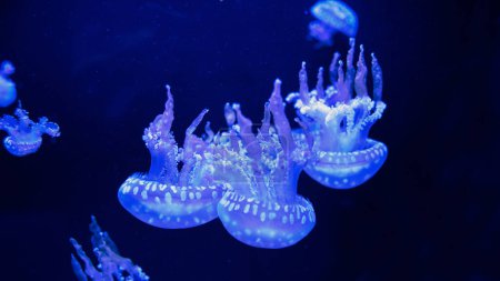 Foto de Medusas bajo el agua. Laguna manchada de medusas mastigias papua flotando en aguas azules profundas. Vida submarina en medusas marinas. - Imagen libre de derechos