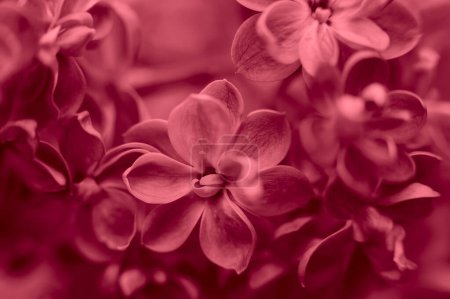 Téléchargez les photos : Belles fleurs lilas Couleur tendance de 2023 viva magenta fond. Floraison printanière. Fleur lilas pourpre sur buisson. Bouquet de fleurs violettes, faible profondeur de champ. Joyeuse carte de voeux de la fête des mères - en image libre de droit