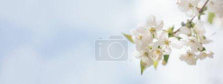 Photo for Spring background with white blossoms and sunbeamson Branches of blossoming cherry macro with soft focus background. Easter and spring greeting cards. Springtime - Royalty Free Image